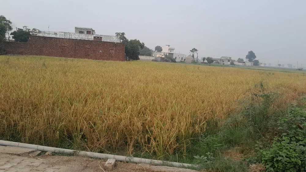 Crop Monitoring